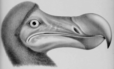 dodo